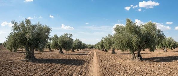 Contribuye al medio ambiente